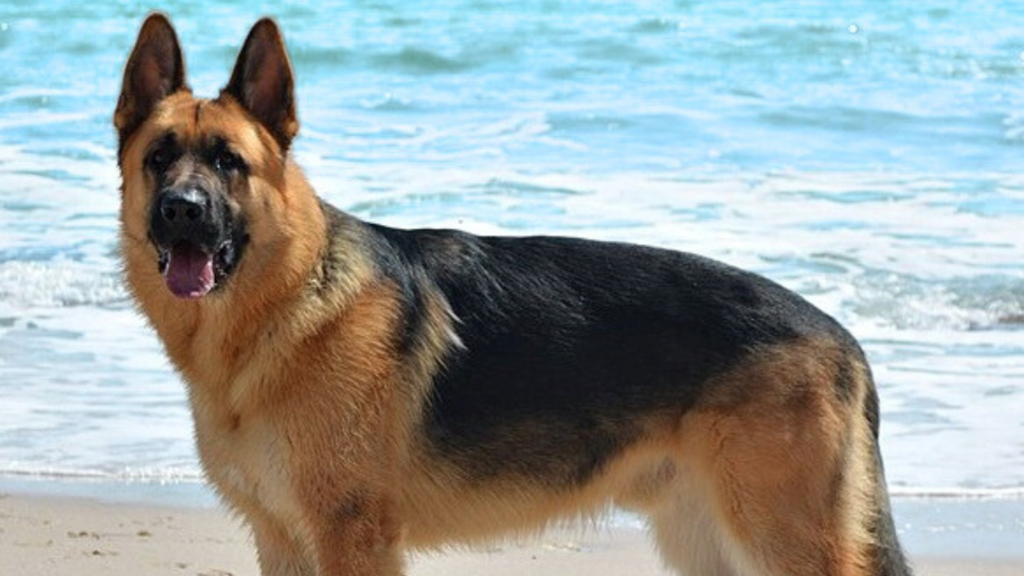 Rottweiler vs Doberman vs German Shepherd Size and Structure