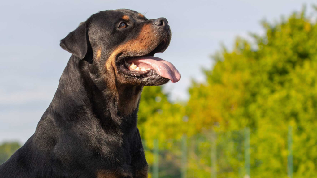 Rottweiler vs Doberman vs German Shepherd Growth and Maturity