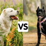 Alabai Dog vs Cane Corso
