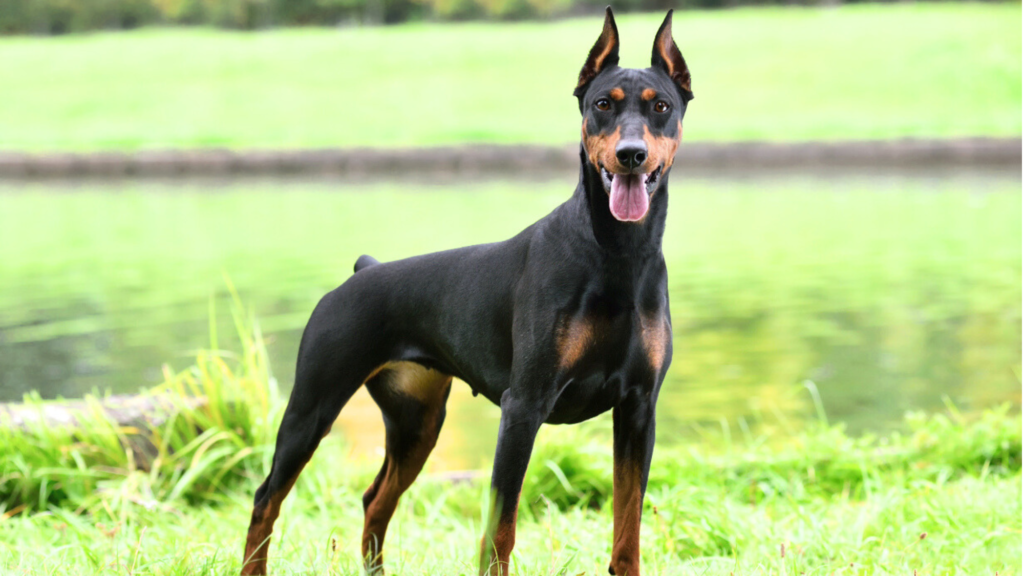 Rottweiler vs Doberman vs German Shepherd Temperament and Personality