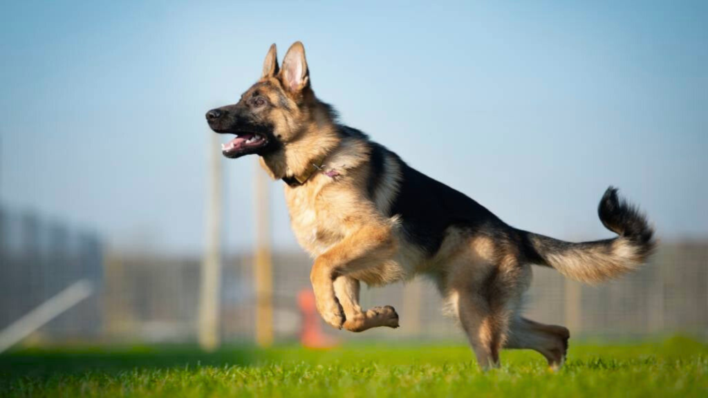 Rottweiler vs German Shepherd vs Doberman Intelligence and Trainability