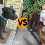 Pitbull 6 Months vs 1 Year