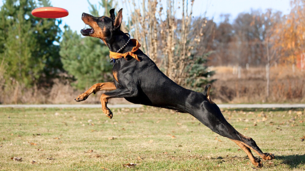Rottweiler vs German Shepherd vs Doberman Speed and Agility