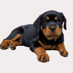 What is the Average Weight of a Rottweiler Puppy