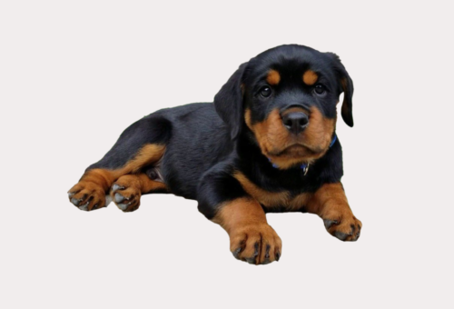 What is the Average Weight of a Rottweiler Puppy