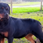 Female Rottweiler Weight Chart KG