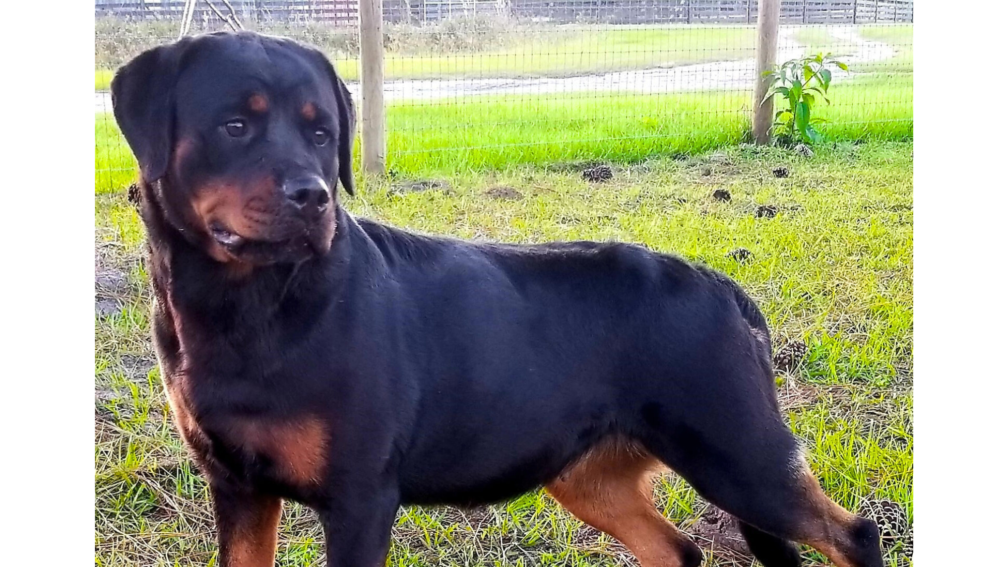 Female Rottweiler Weight Chart KG