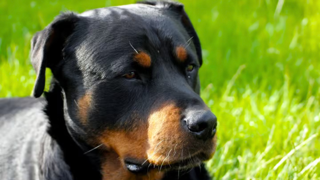 How Much Should a Female Rottweiler Weigh at Different Ages