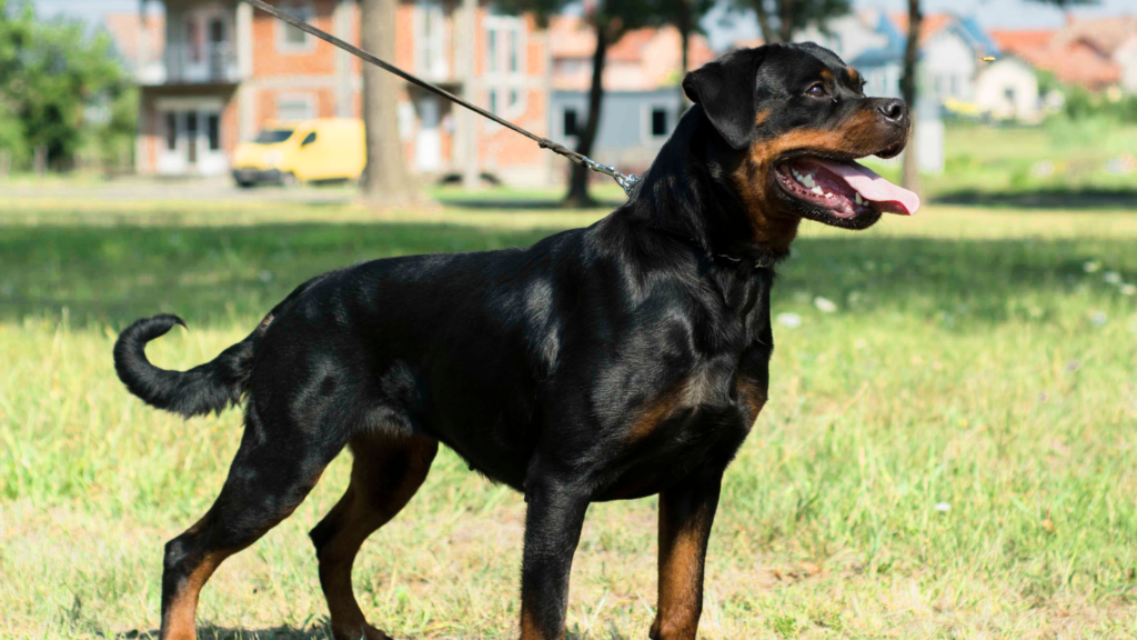 When Do Female Rottweilers Reach Their Full Size