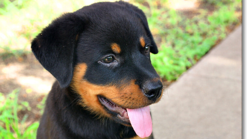Why Do Some Female Rottweilers Weigh More or Less Than Average