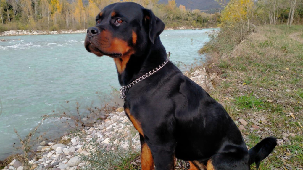 How to Ensure a Healthy Weight for Your Female Rottweiler
