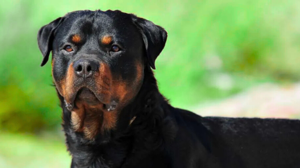 What Are the Risks of an Overweight Female Rottweiler