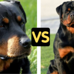 Female Rottweiler vs Male