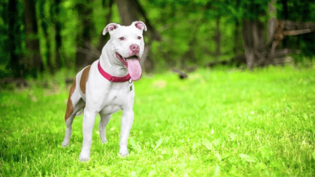 The American Pit Bull Terrier: A Foundation Breed