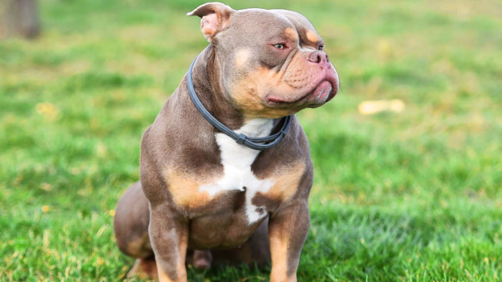 The Role of Selective Breeding in Creating the XL Bully