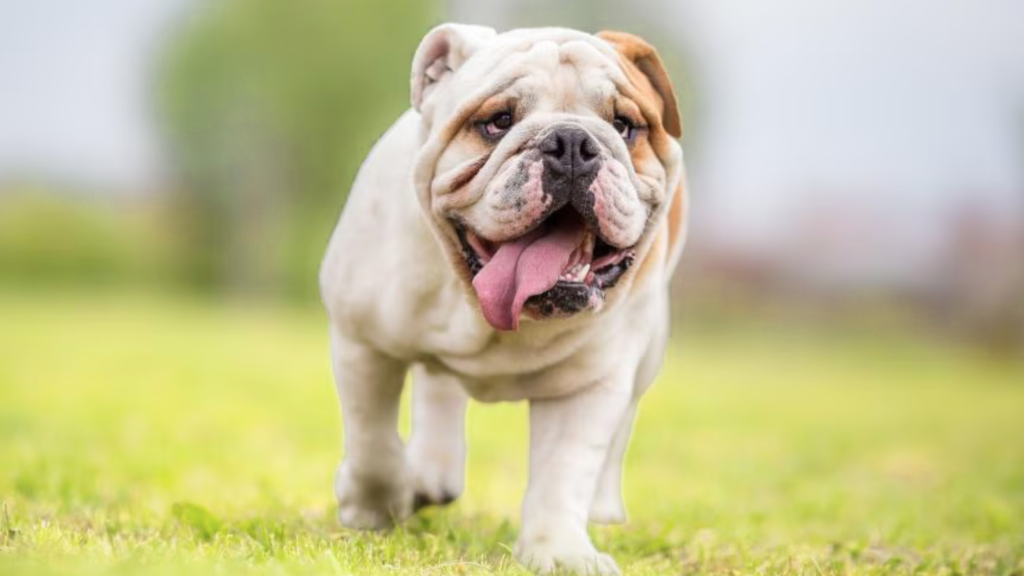 English Bulldog