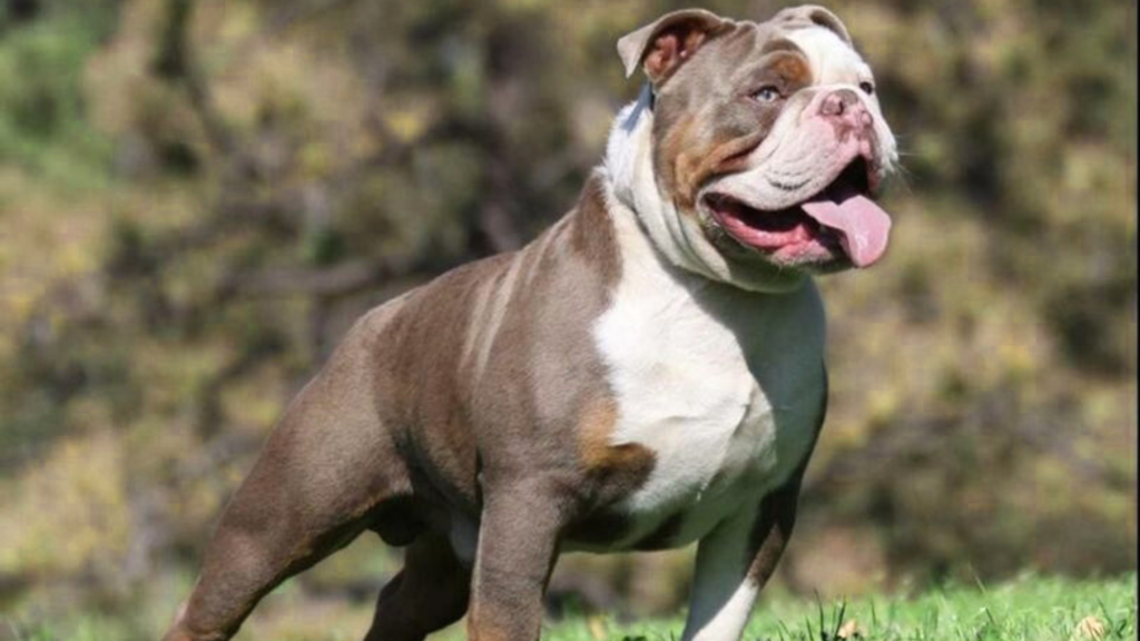 Olde English Bulldogge