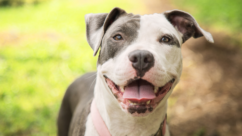 The Pit Bull’s Origins