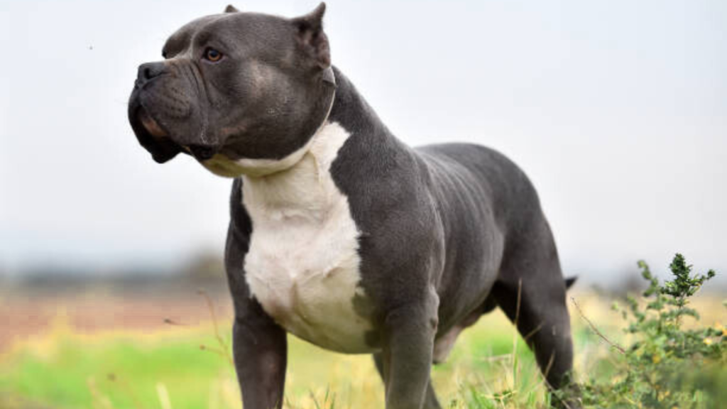 The American Bully’s Origins