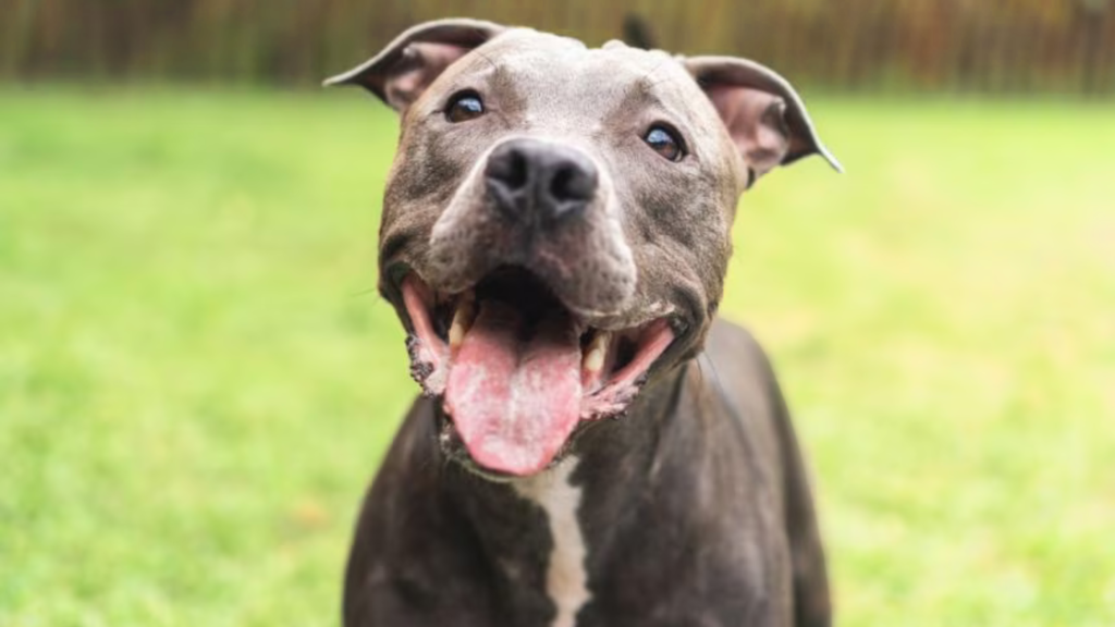 Pit Bull’s Temperament