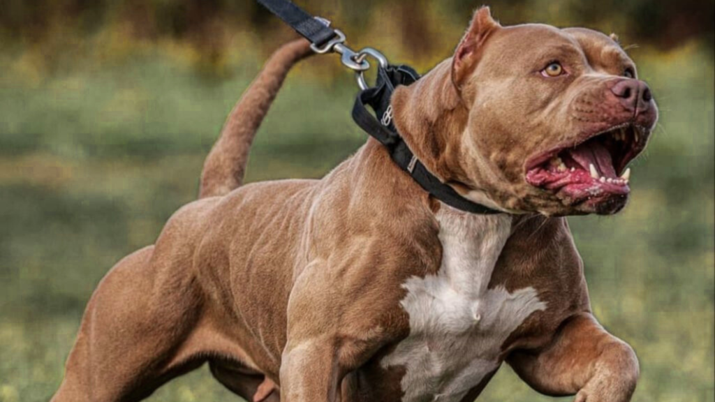 American Bully’s Temperament