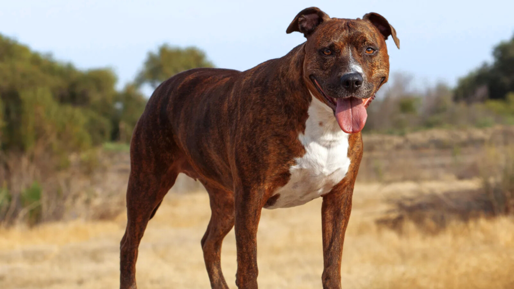 Training a Pit Bull