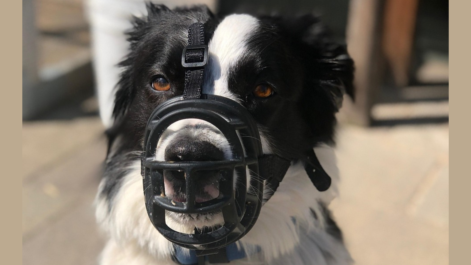 Dangerous Dogs Act 1991