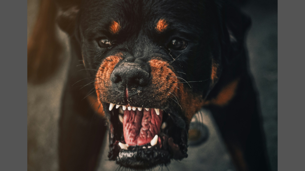 Why Was the Dangerous Dogs Act Introduced