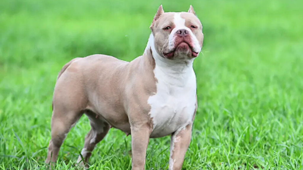 The XL Bully Debate: Escalating Controversy