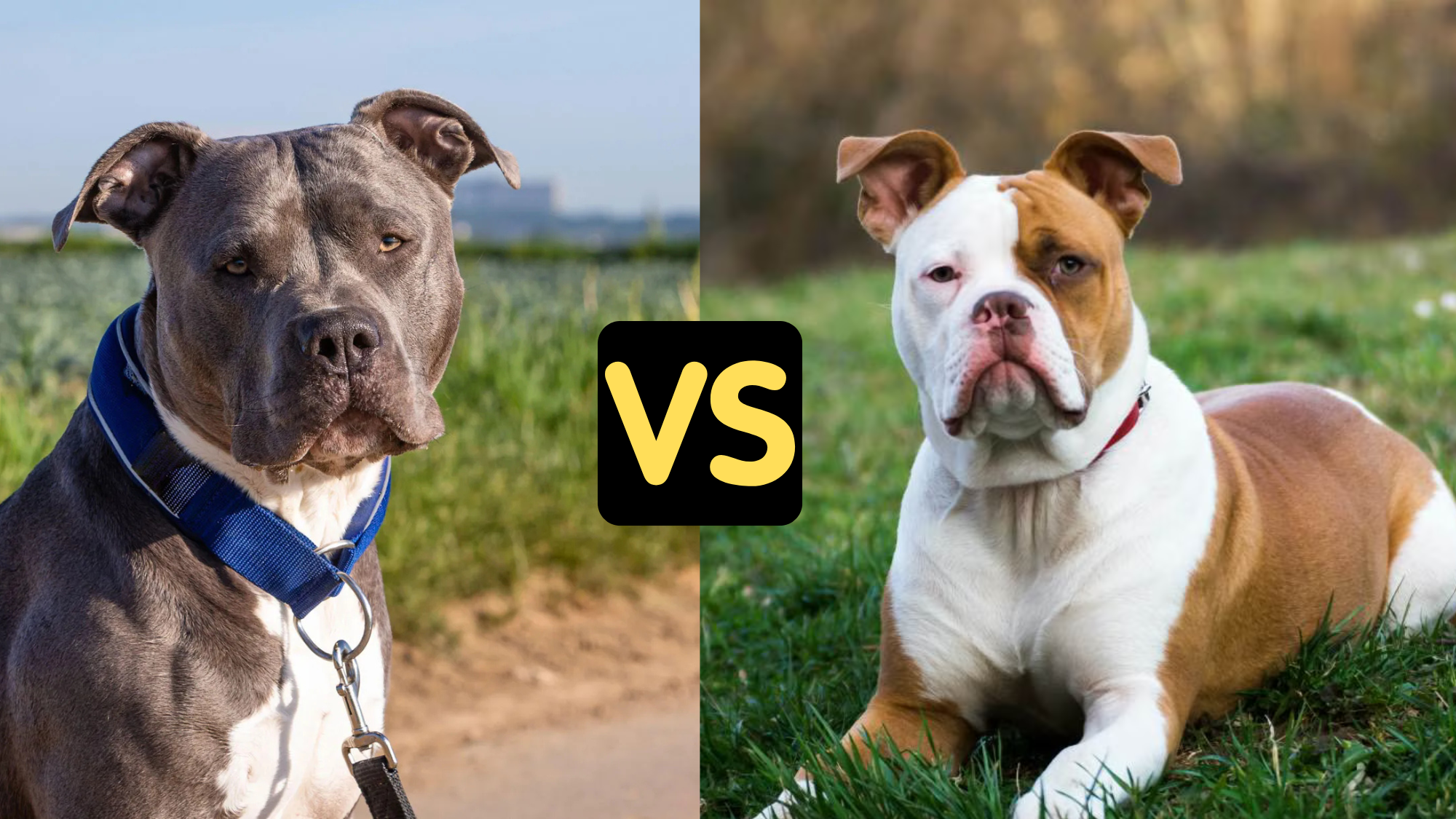 American Bullies vs American Bulldog