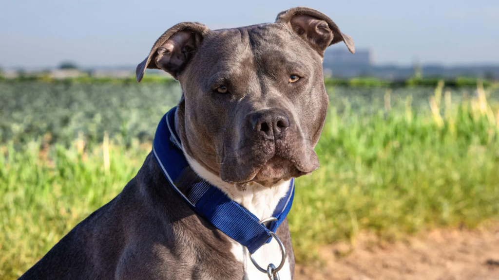 American Bullies vs American Bulldog: Origin and History