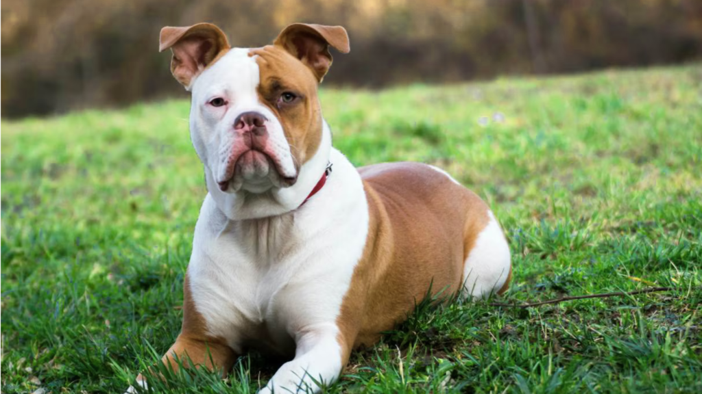 American Bullies vs American Bulldog: Appearance and Size