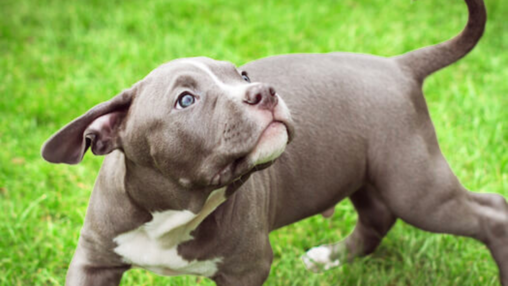 American Bulldog Vs American Bullies: Temperament and Personality