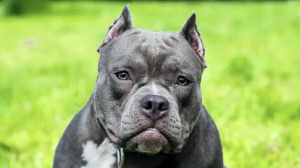 American Bulldog Vs American Bullies: Exercise Needs and Energy Levels