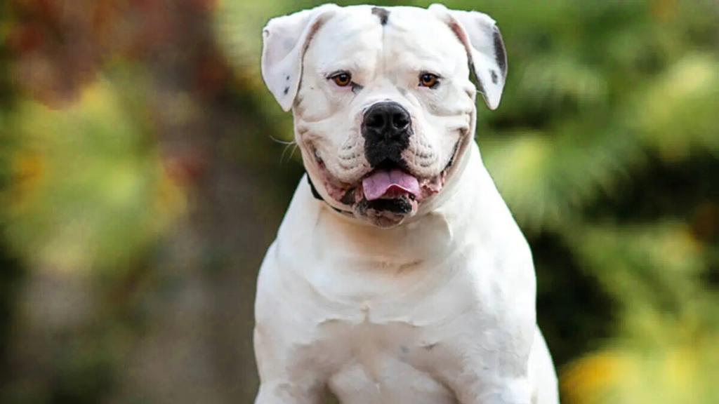 American Bulldog Vs American Bullies: Training and Intelligence