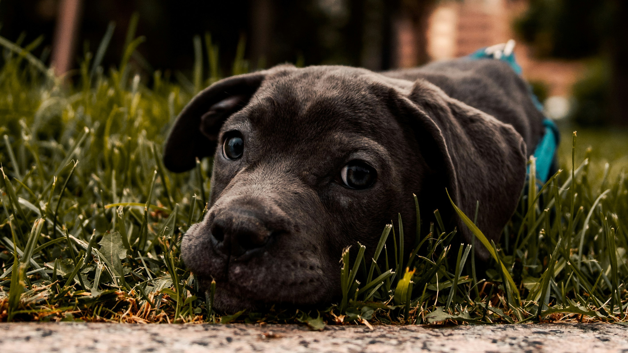 PitBull Size Chart Guide to Pit Bull Growth and Development