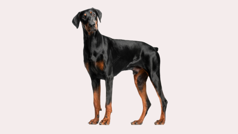Doberman Lifespan Male