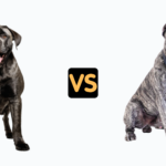 Cane Corso Compared to Presa Canario