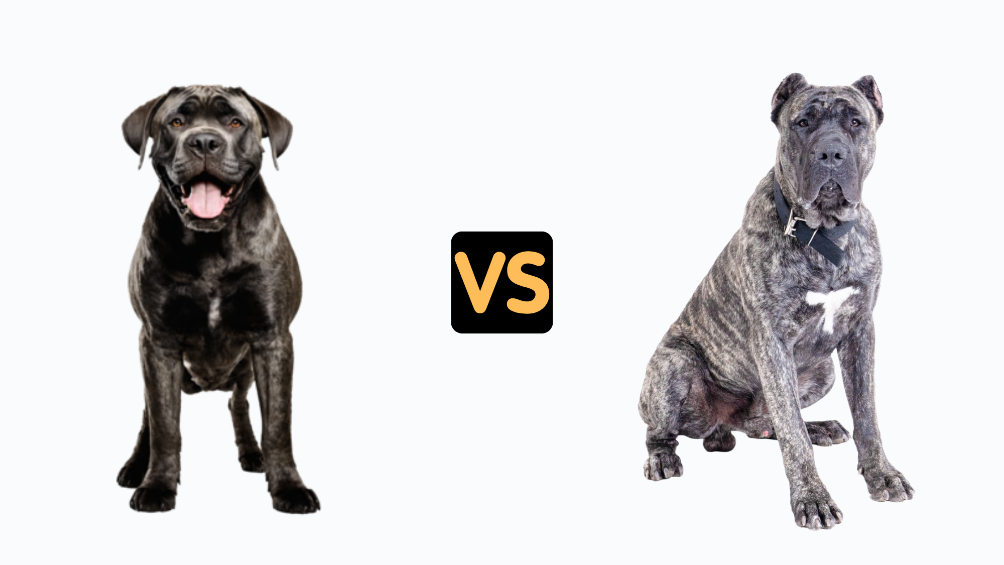 Cane Corso Compared to Presa Canario