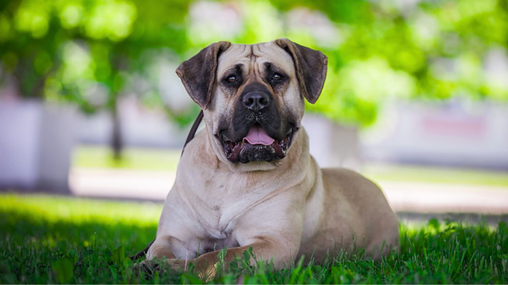 Cane Corso Compared to Presa Canario Growth Chart Comparison