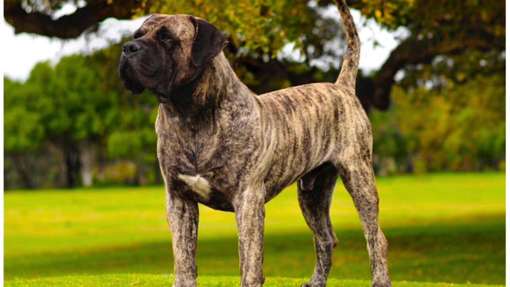 Presa Canario: The Spanish Powerhouse