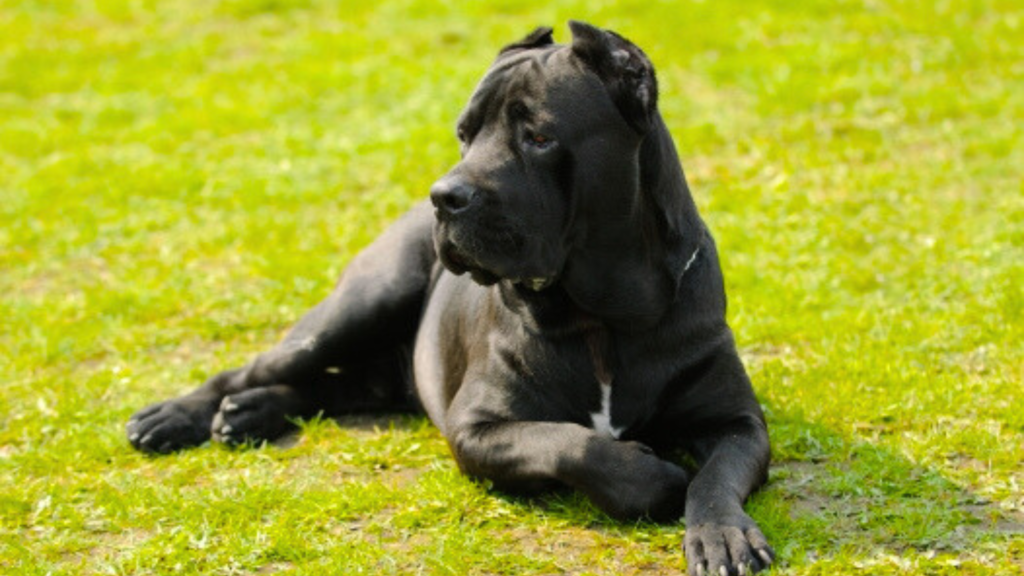 Cane Corso Personality: Calm, Confident, and Protective