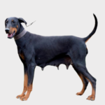 Doberman Lifespan Female