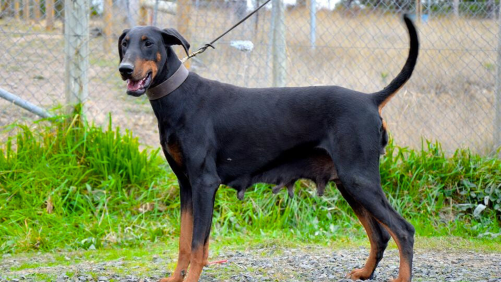 Average Doberman Lifespan Female