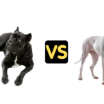Cane Corso vs Dogo Argentino Size