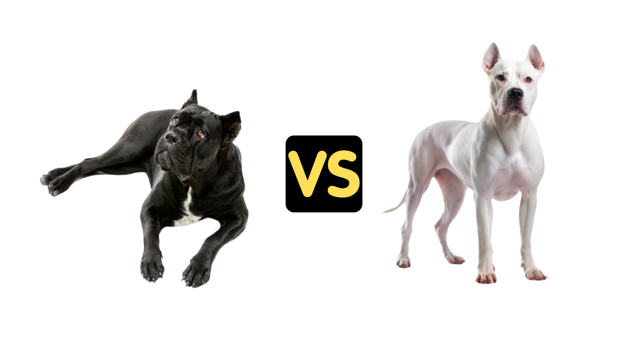 Cane Corso vs Dogo Argentino Size