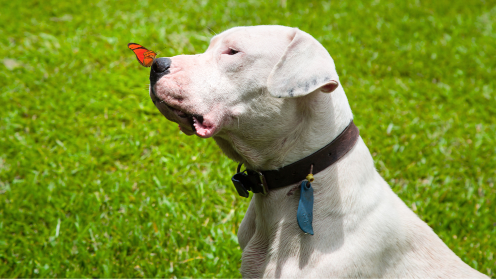 Dogo Argentino: Lean, Fast, and Muscularly Defined