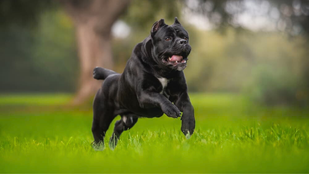 Cane Corso: Built Like a Tank, Slow to Maturity