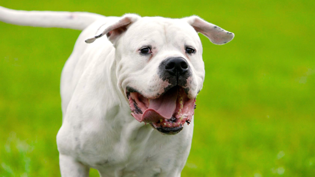 Cane Corso vs Dogo Argentino Size Structural Comparison