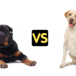 Rottweiler vs Labrador